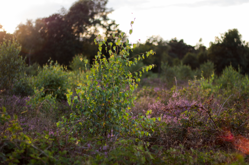 Illustration for article titled Heathlands in bloom